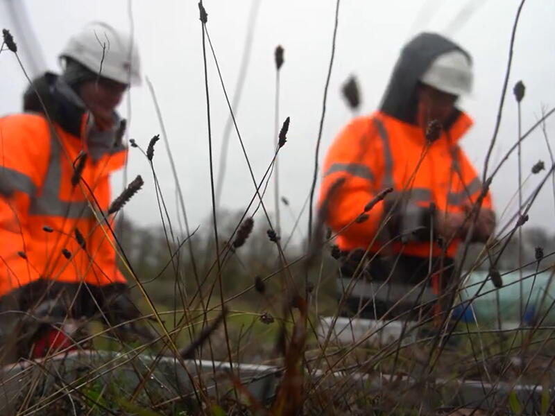 Des plantes pour guérir les sols pollués - France 24