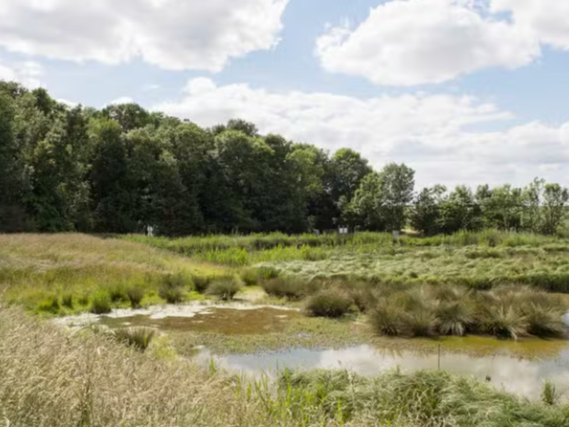 La dépollution par les plantes, une technique émergente pour décontaminer les sols