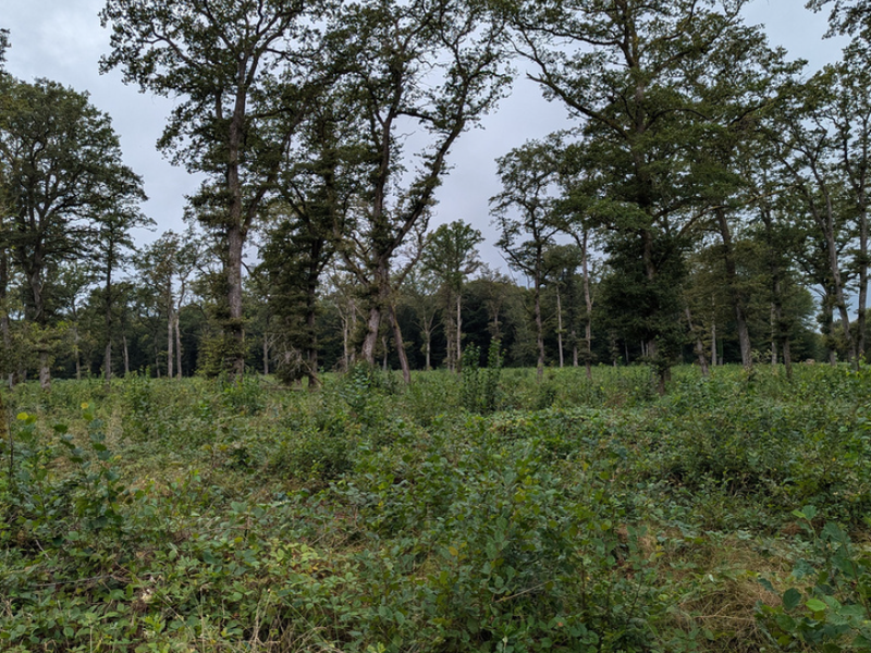 Etude pour la gestion optimisée de la qualité agroécologique des terres forestières de décapage